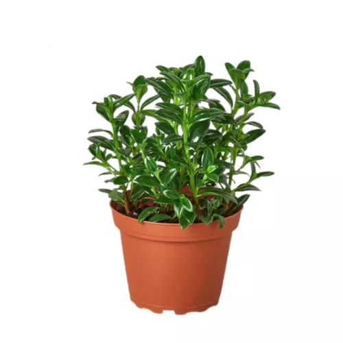 Candy Corn Plant