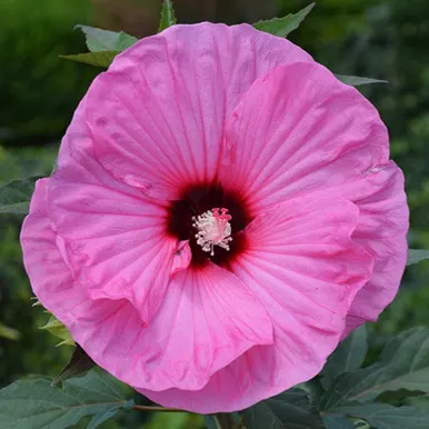 Candy Crush Hibiscus