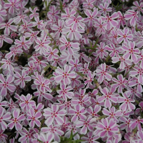 Candy Stripe Creeping Phlox # 1 CG