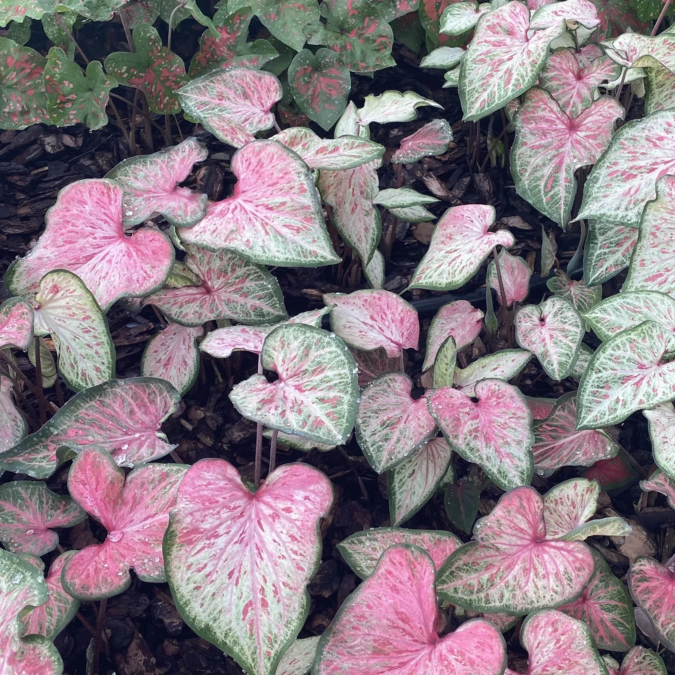 Candyland Caladium