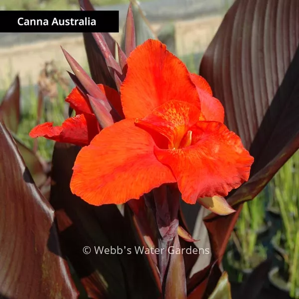 Canna Australia - Shallow Water Plants (Bare Root)