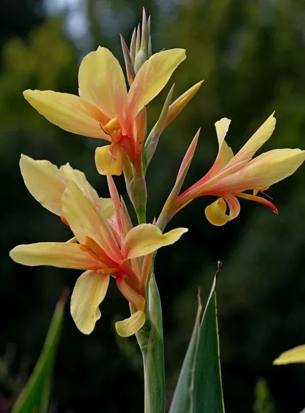 Canna glauca 'Karin'