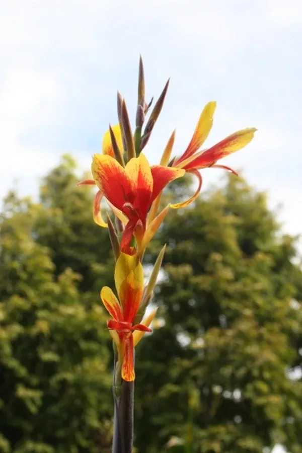 Canna 'Tama-Tulipa'
