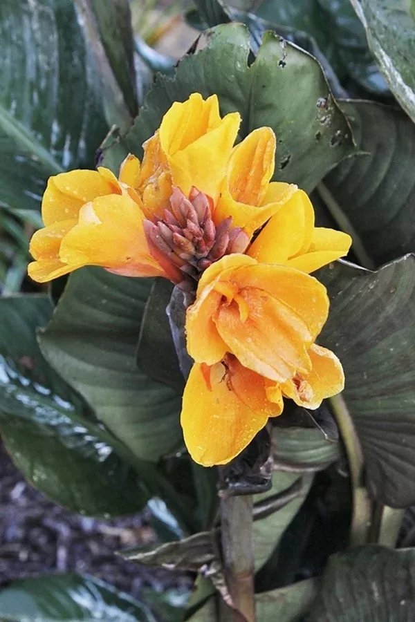 Canna x generalis 'Chocolate Sunrise' PP 22,446