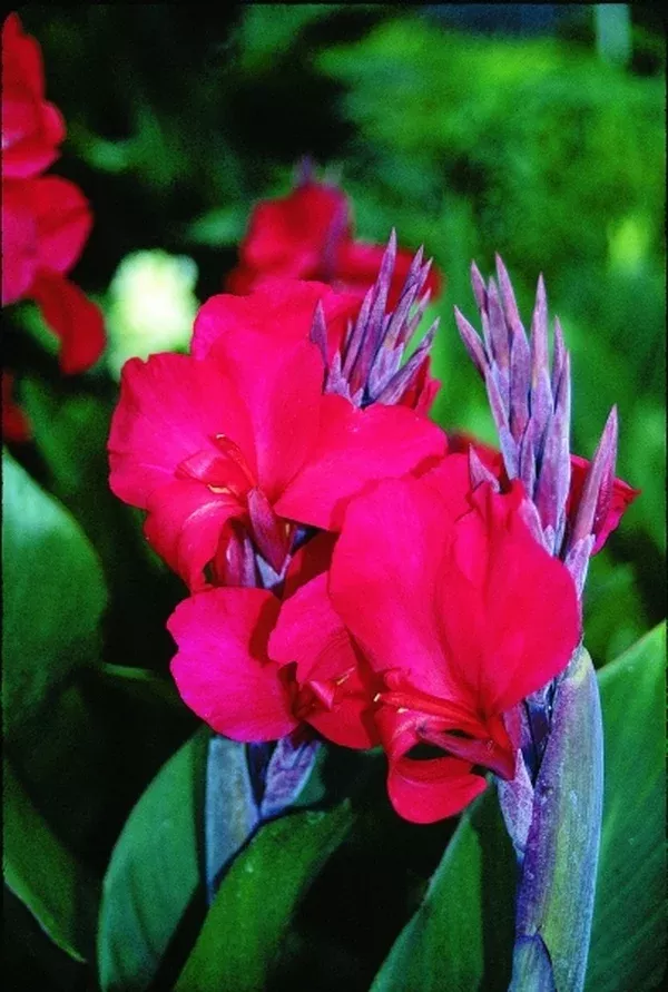 Canna x generalis 'Valentine'