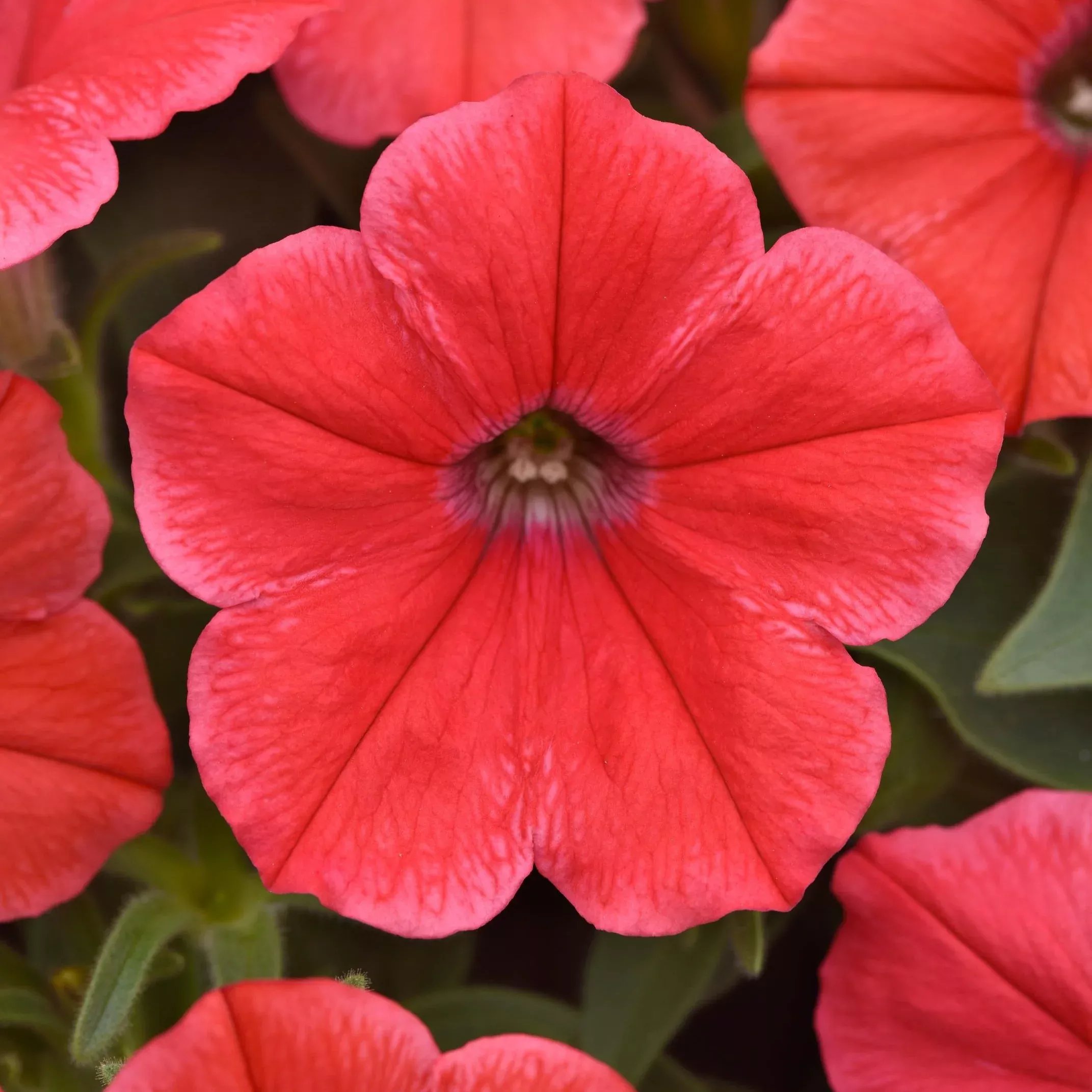 Cannonball™ Coral Petunia