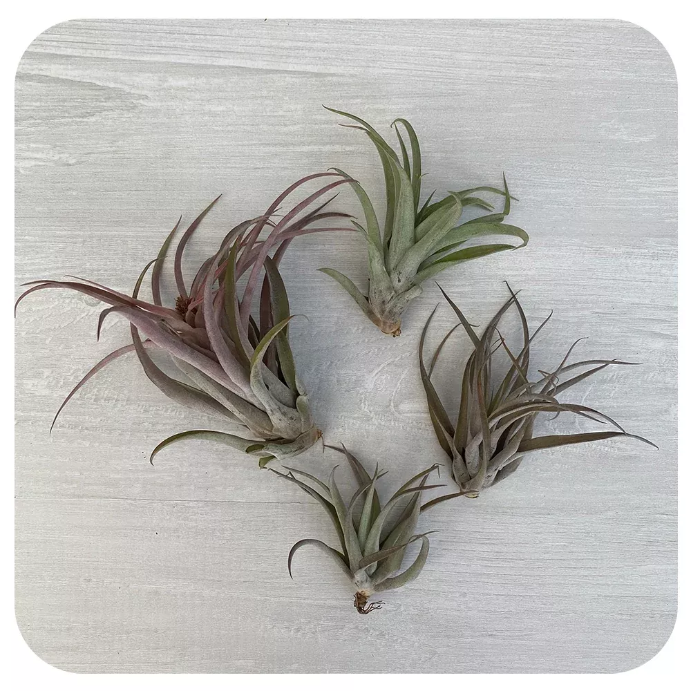 Capitata Peach