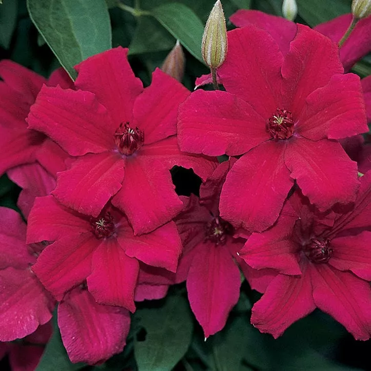 Cardinal Wyszynski Clematis