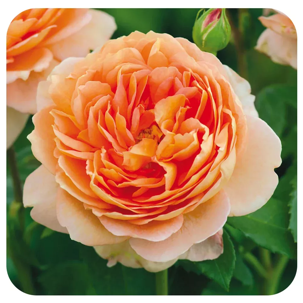 Carding Mill Rose by David Austin