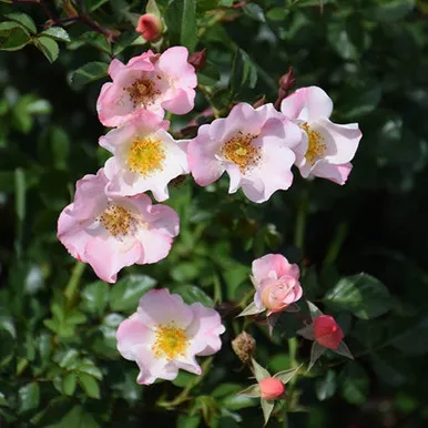 Carefree Delight Rose