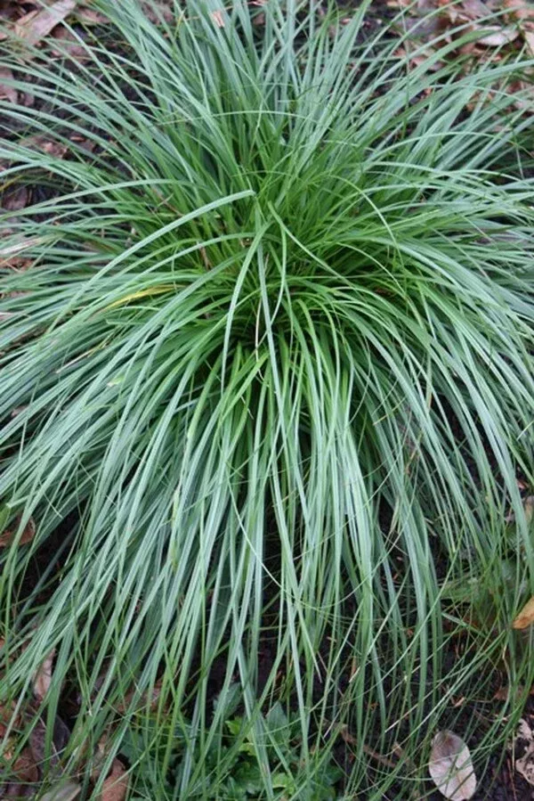Carex cherokeensis