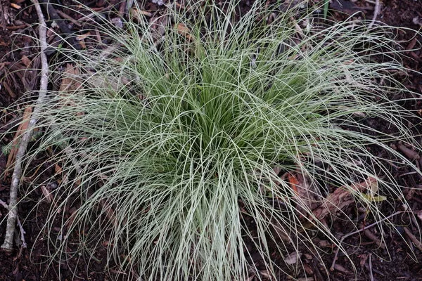 Carex comans 'Amazon Mist'