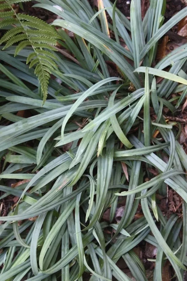 Carex laxiculmis 'Hobb'