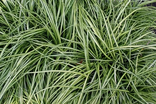 Carex oshimensis 'Eversheen' PP 25,938