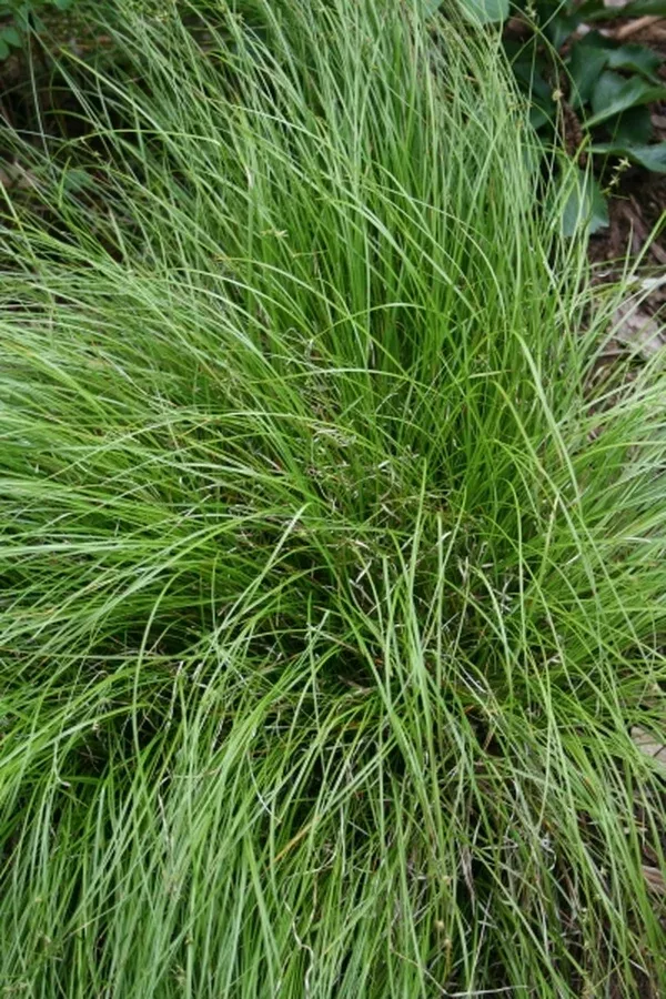Carex socialis 'Coahoma'