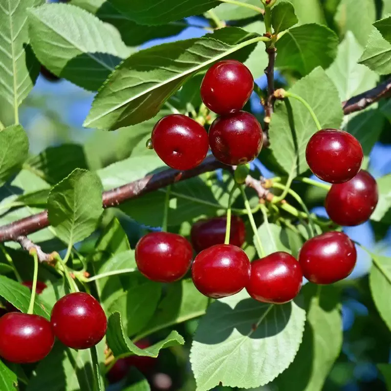 Carmine Jewel Bush Cherry
