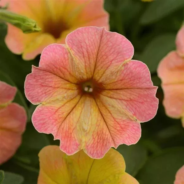 Cascadias™ Indian Summer Petunia