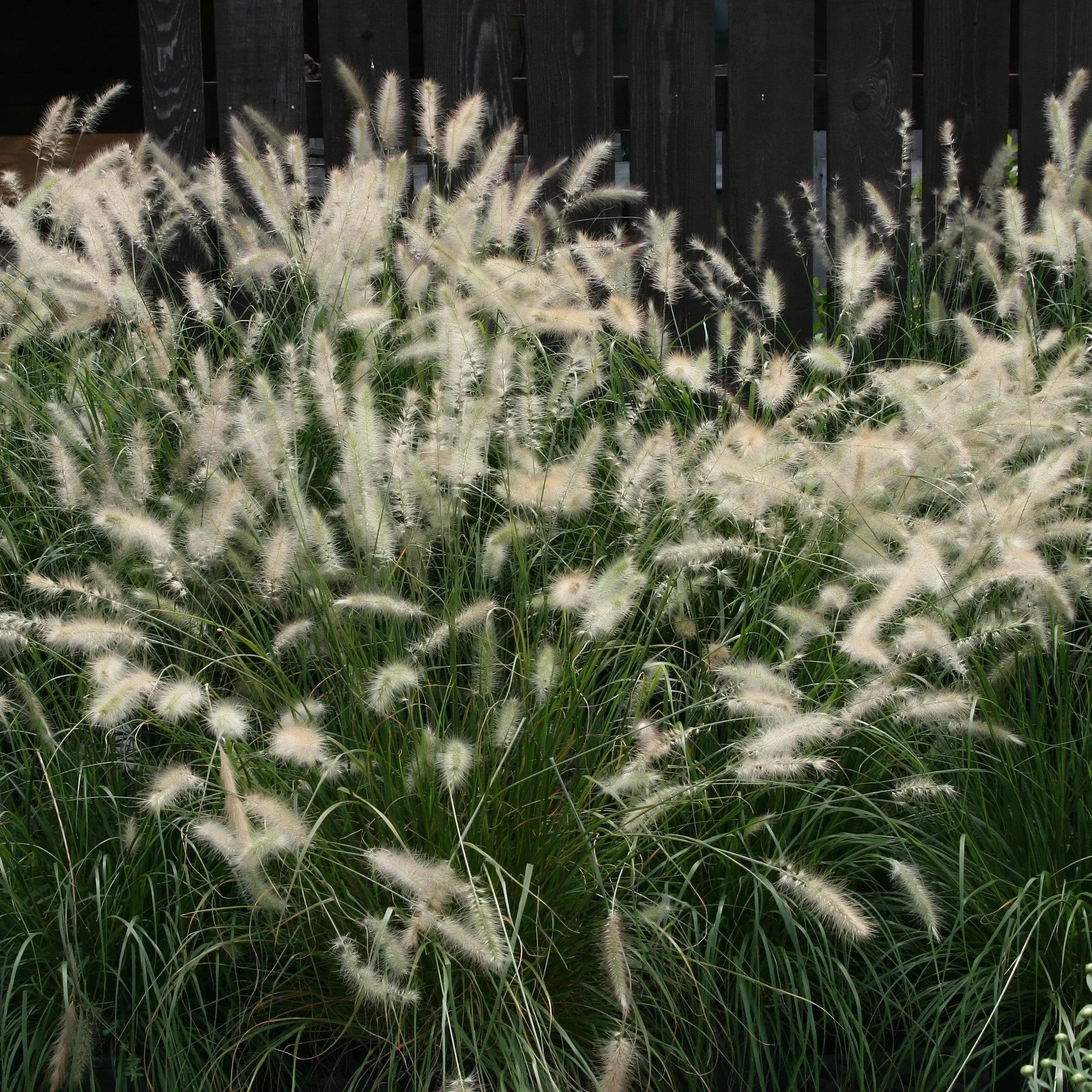 Cassian Fountain Grass
