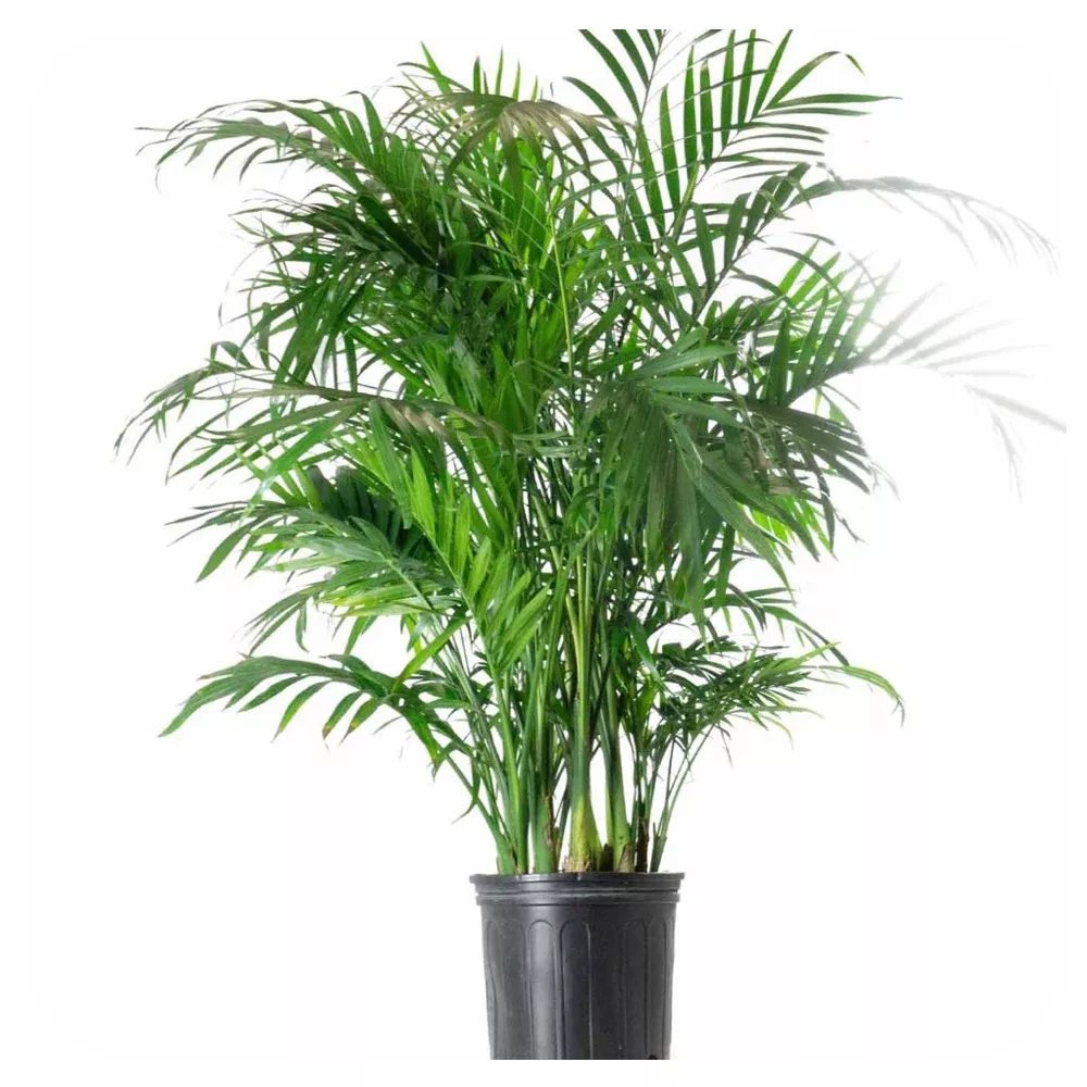 Cat Palm (Chamaedorea cataractarum)