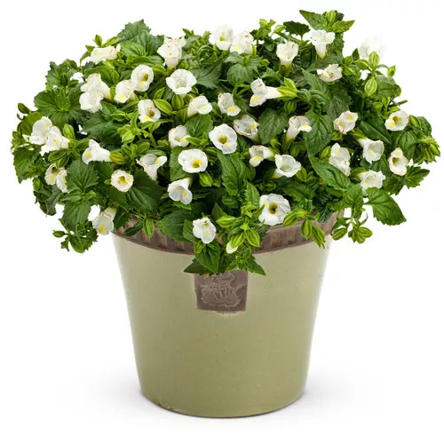 Catalina White Linen Wishbone Flower