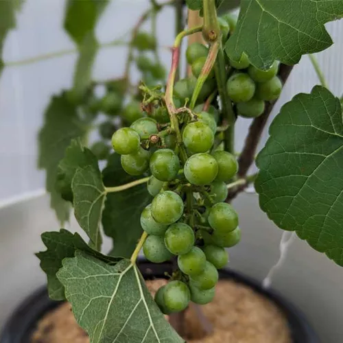 Cayuga White Grape Vine