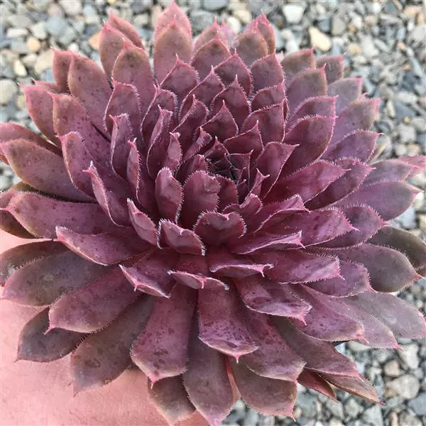 Centennial Hens and Chicks