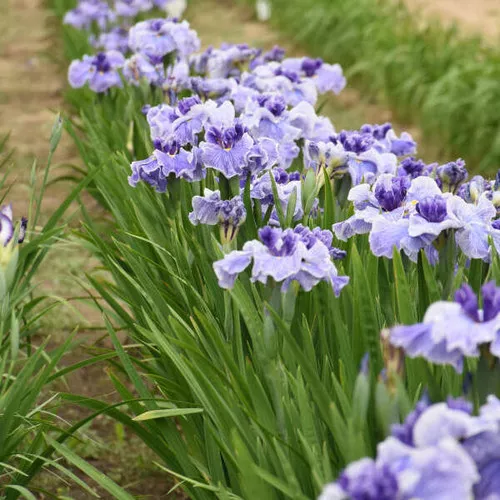 Center of Attention Iris