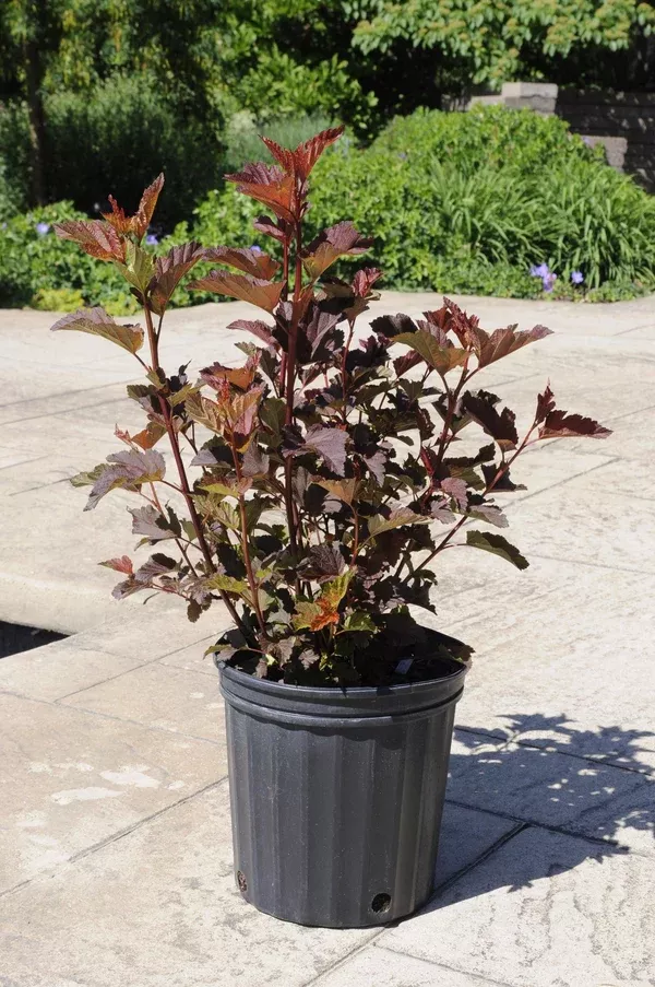 Center Glow Common Ninebark