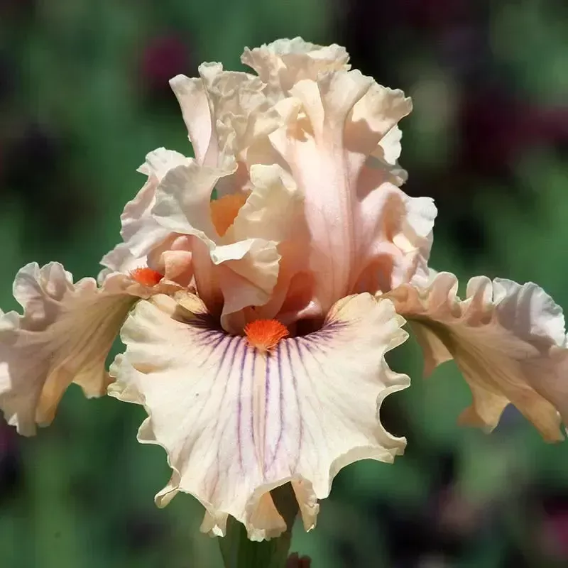 Center Line Bearded Iris