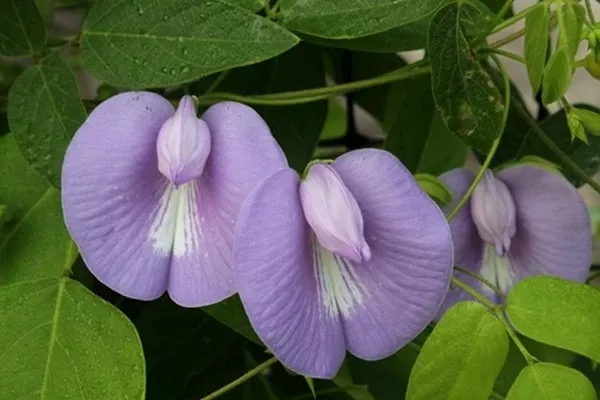 Centrosema virginianum 'Pea Brain'