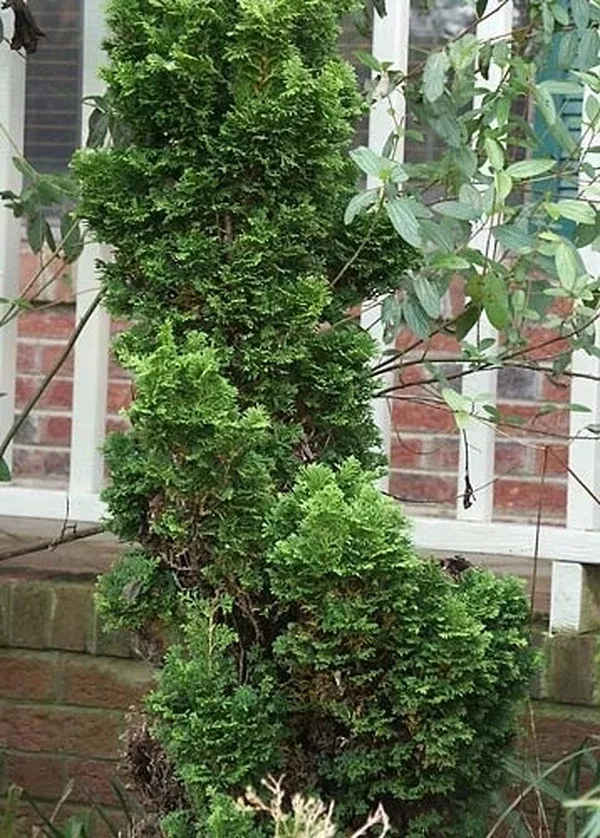 Chamaecyparis obtusa 'Little Markey'