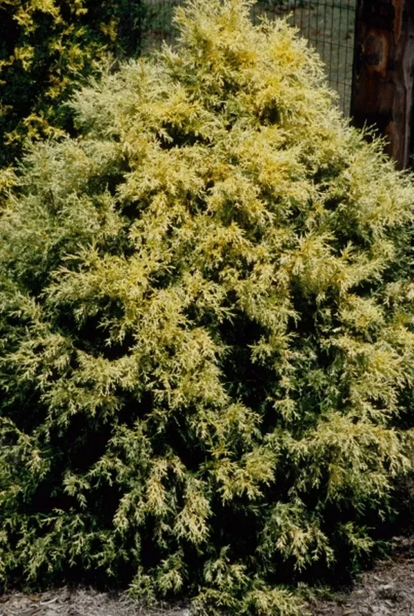 Chamaecyparis thyoides 'Webb Gold'