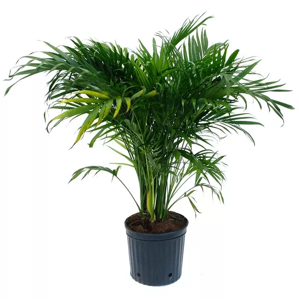 Chamaedorea Cataractarum Palm 12"