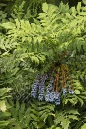 Charity Mahonia
