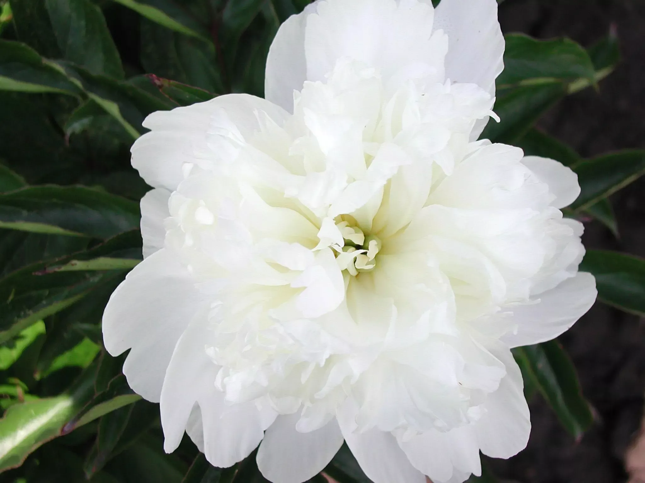 Charlie’s White Peony