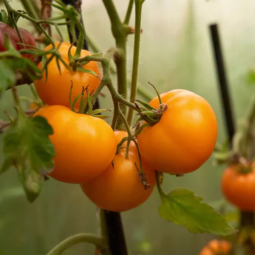Chef's Choice Orange Tomato