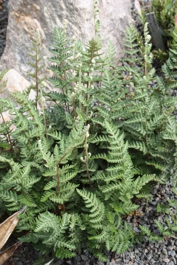 Cheilanthes eckloniana coll. #A1SA-073