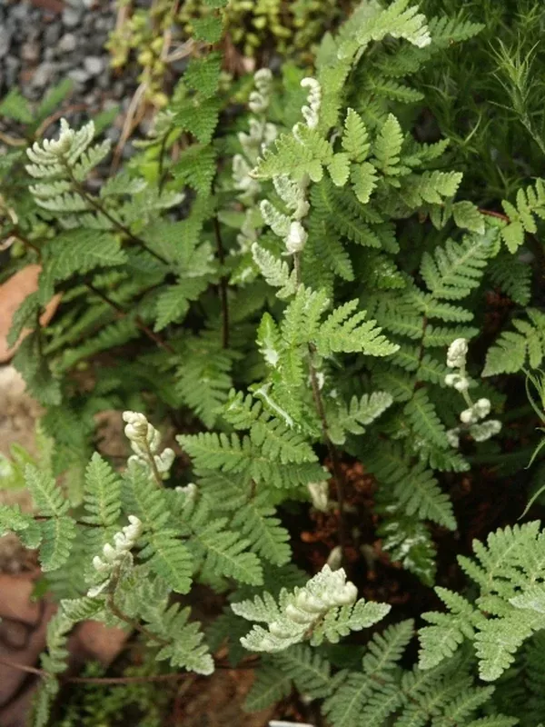 Cheilanthes eckloniana coll. #A1SA-181