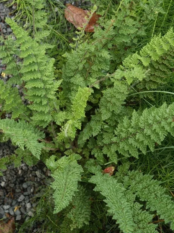 Cheilanthes hirta coll. #A1SA-189