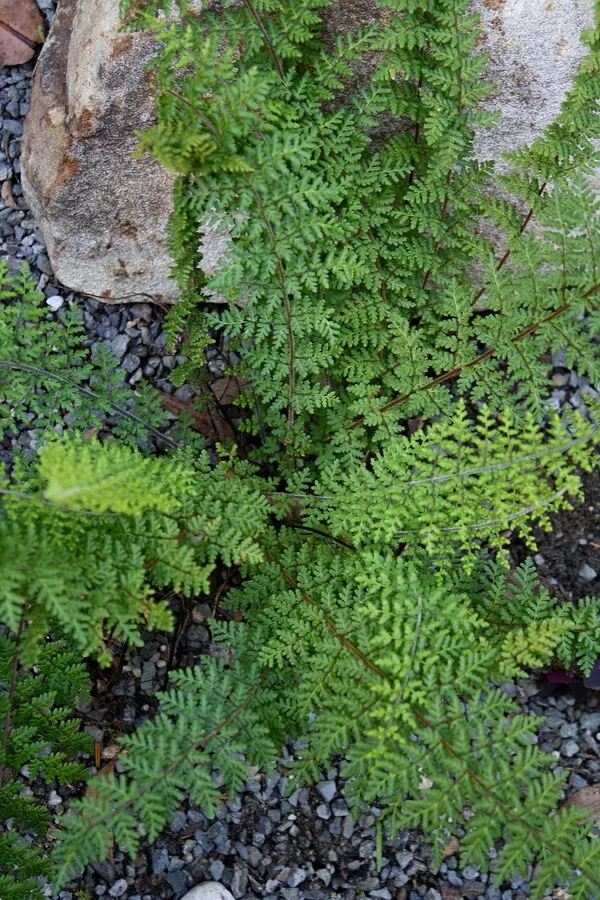 Cheilanthes hirta var. hirta 'Ellington'