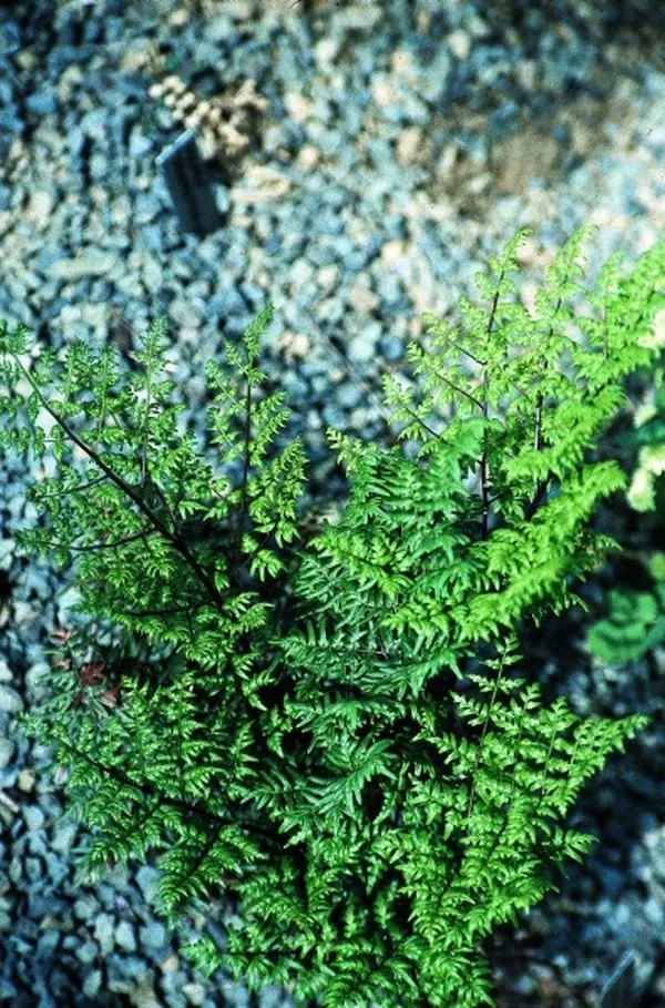 Cheilanthes quadripinnata