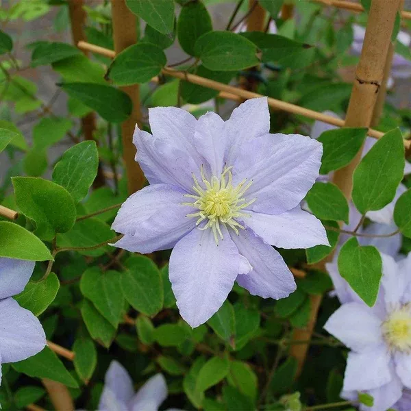 Chelsea Clematis RE# 1 Container