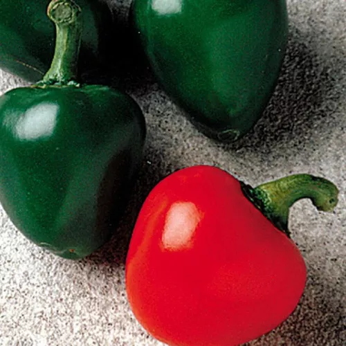 Cherry Bomb Hot Pepper Plant