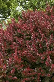 Cherry Bomb Japanese Barberry