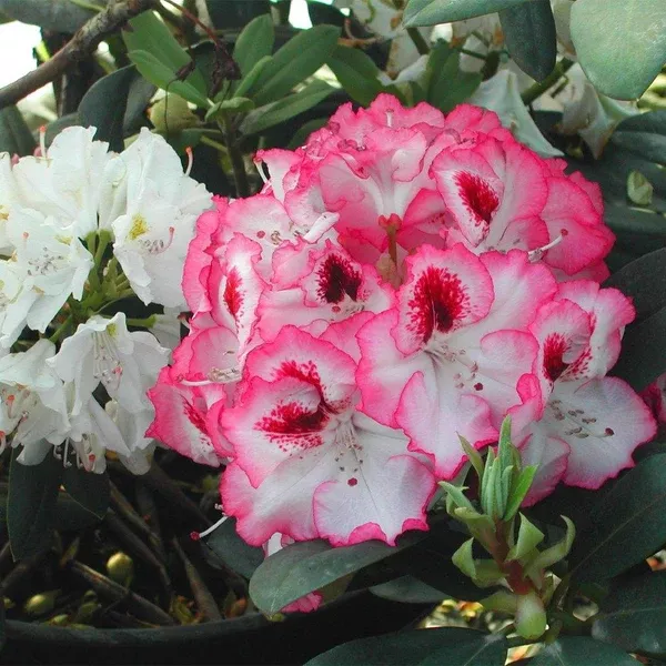 Cherry Cheesecake Rhododendron # 2 Container