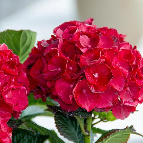Cherry-Go-Round Reblooming Hydrangea