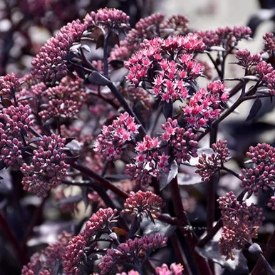 Cherry Truffle Stonecrop