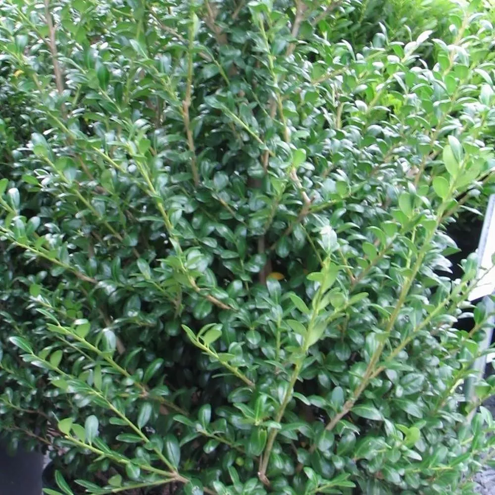 Chesapeake Japanese Holly