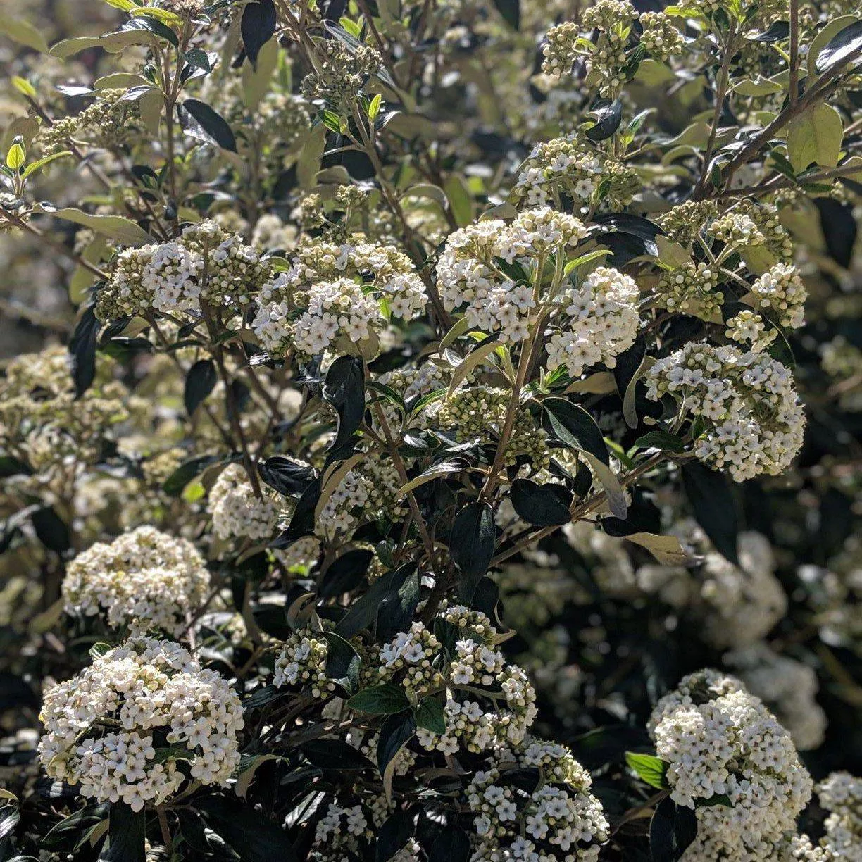 Chesapeake Viburnum