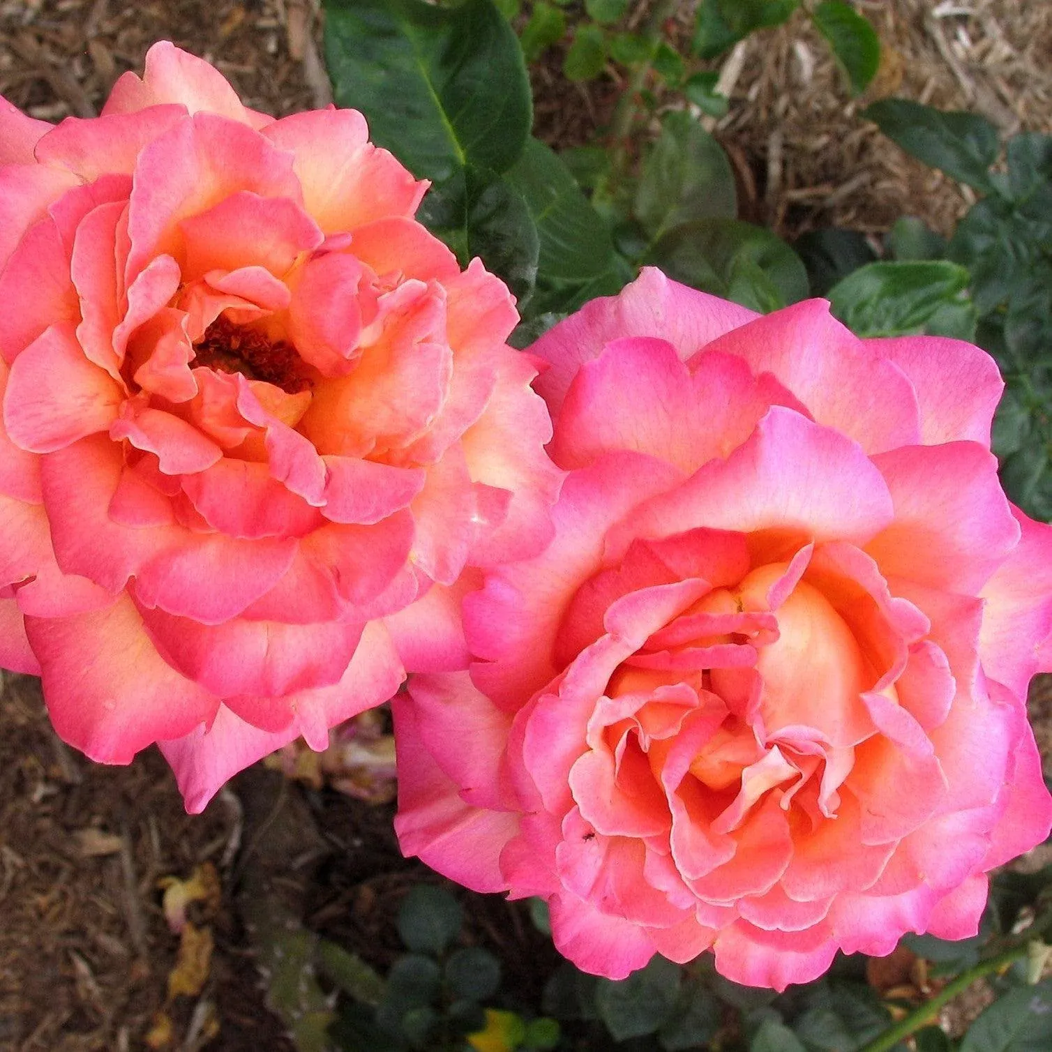 Chicago Peace Rose
